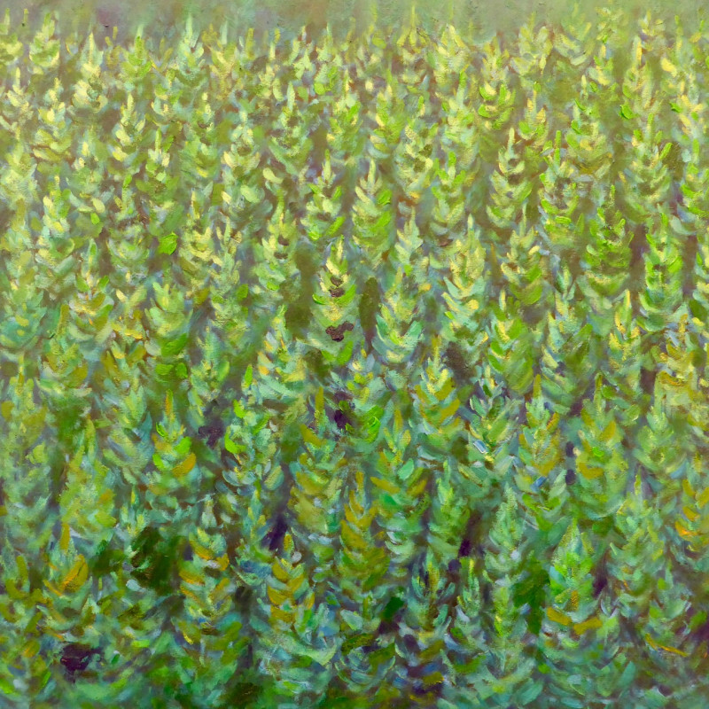 tannenwald vi 2026  oel auf leinwand  cm x cm